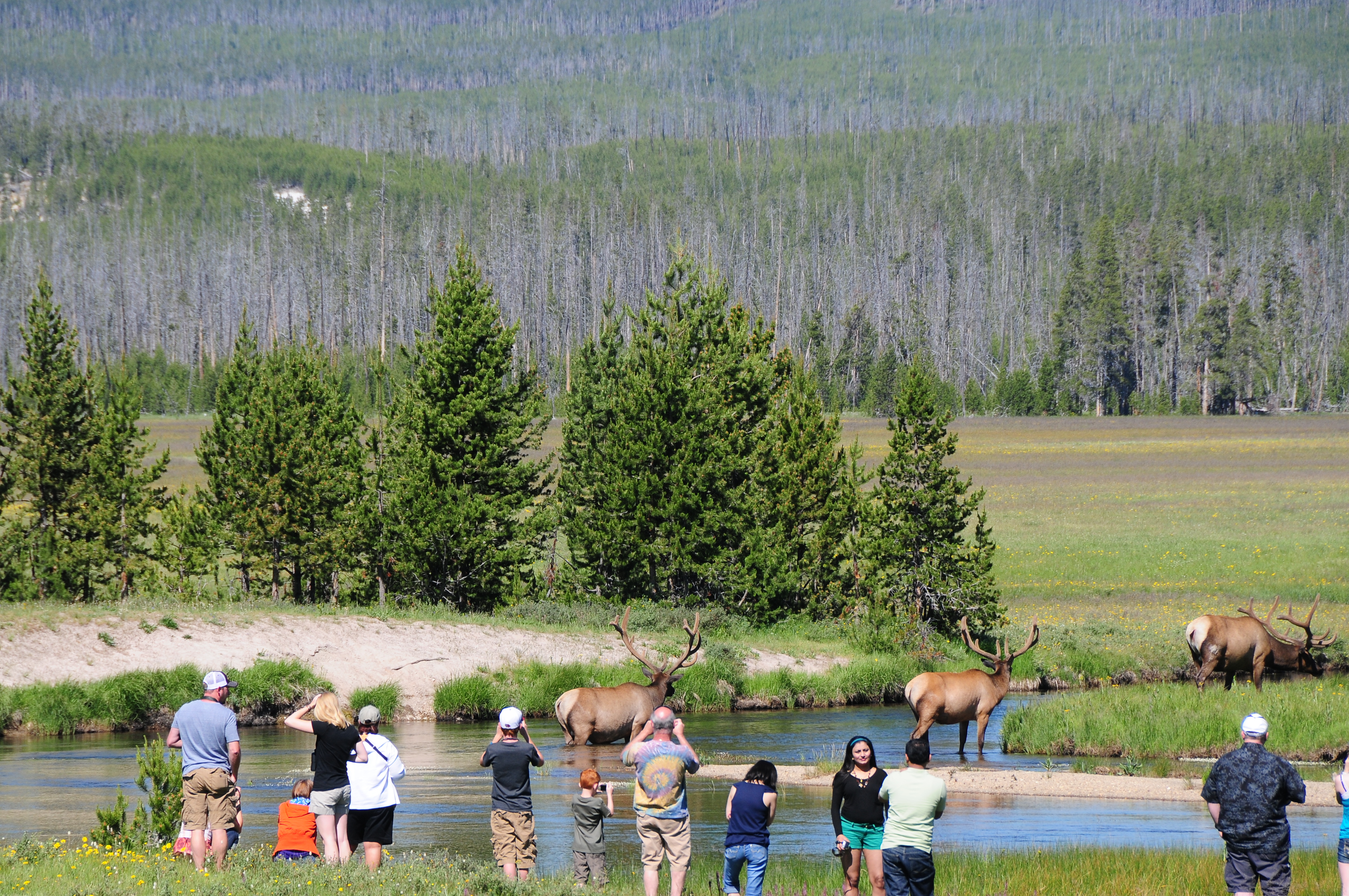 Yellowstone 2012