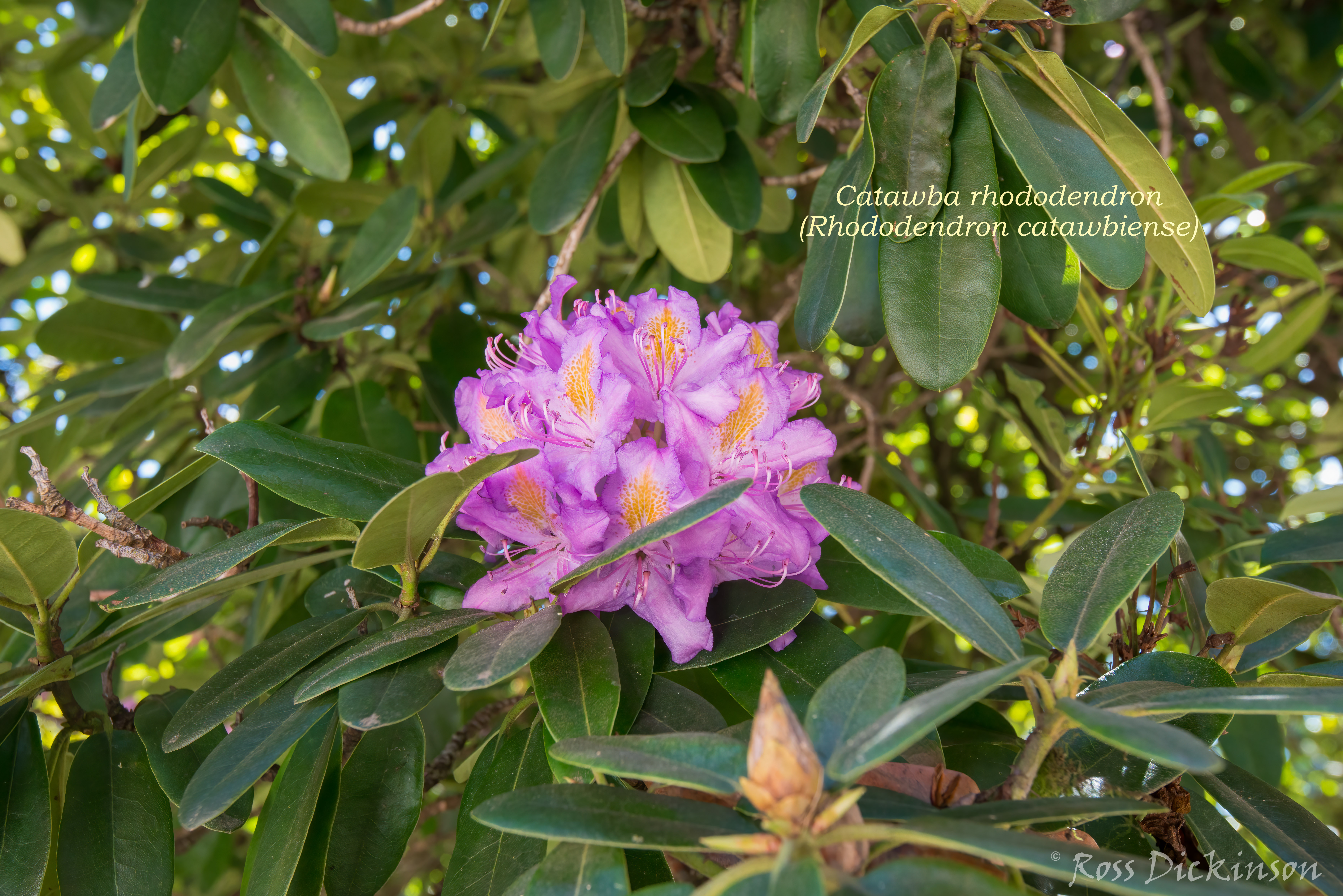 Hulga Klager Lilac Gardens 05/05/2013