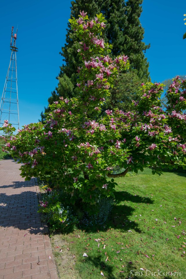 HulgaKlagerLilacGardens-_0RD0875-Edit.JPG