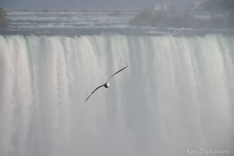 NiagaraFalls-3283.jpg