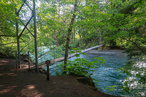 The Grove of the Patriarch's 