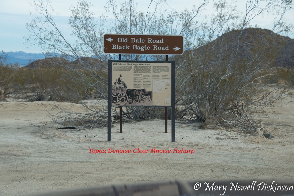 JoshuaTree-_1RD0159-Edit.jpg