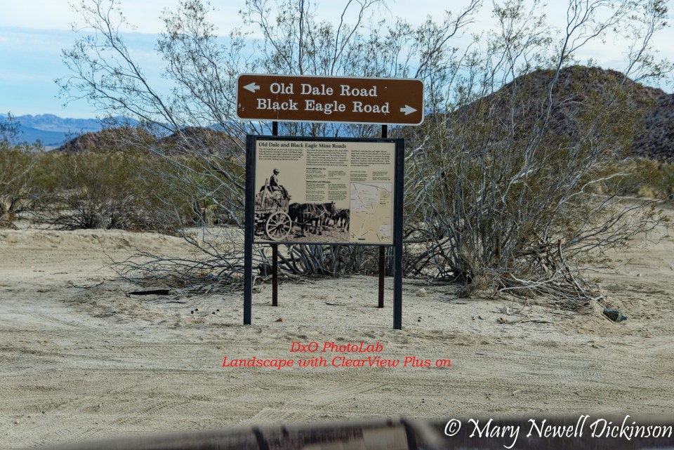 JoshuaTree-_1RD0159_DxO.jpg