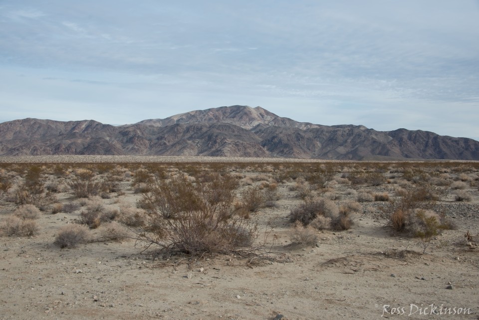 JoshuaTree-_1RD0176-Edit.jpg