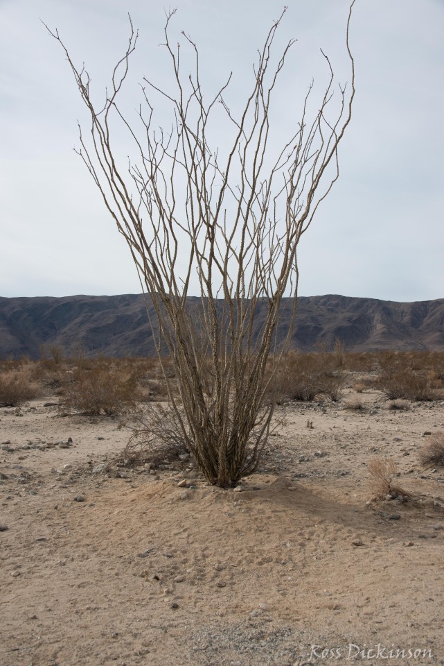 JoshuaTree-_1RD0181-Edit.jpg