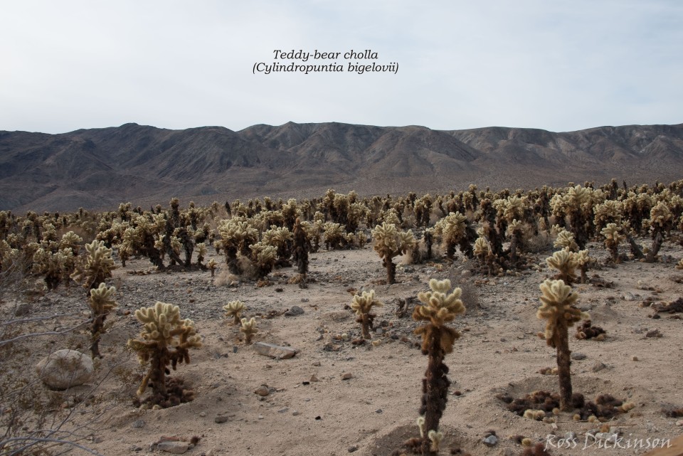 JoshuaTree-_1RD0183-Edit.jpg