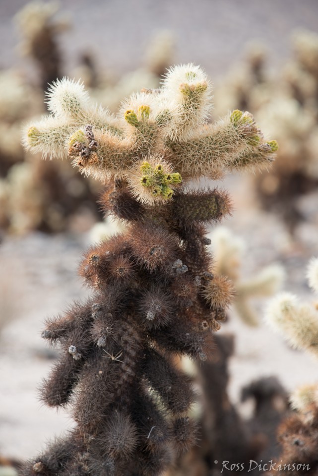 JoshuaTree-_1RD0188-Edit.jpg