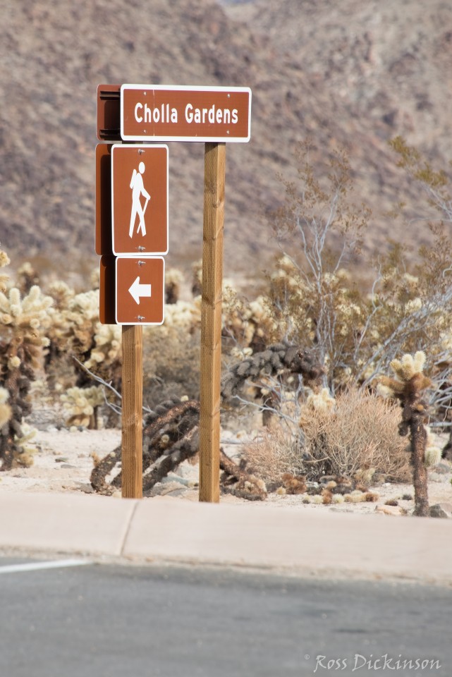 JoshuaTree-_1RD0189-Edit.jpg