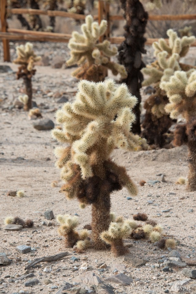 JoshuaTree-_1RD0190-Edit.jpg