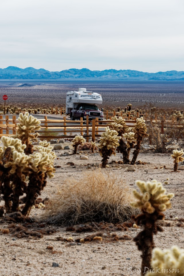 JoshuaTree-_1RD0211_DxO.jpg