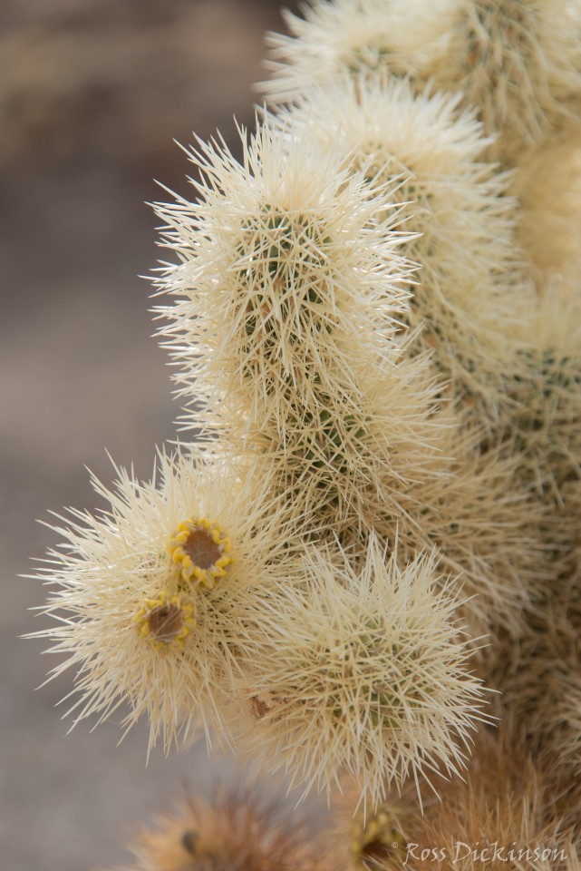 JoshuaTree-_1RD0212-Edit.jpg