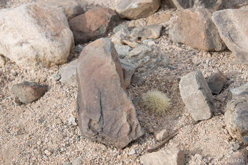 JoshuaTree-_1RD0217-Edit.jpg