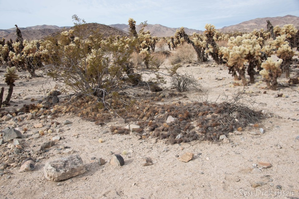 JoshuaTree-_1RD0218-Edit.jpg