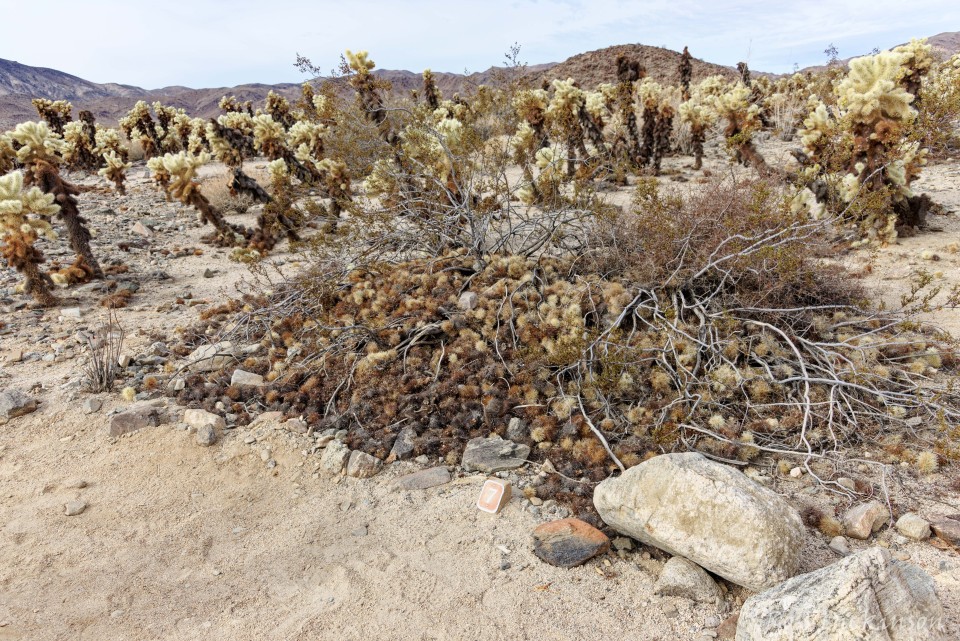 JoshuaTree-_1RD0230_DxO.jpg