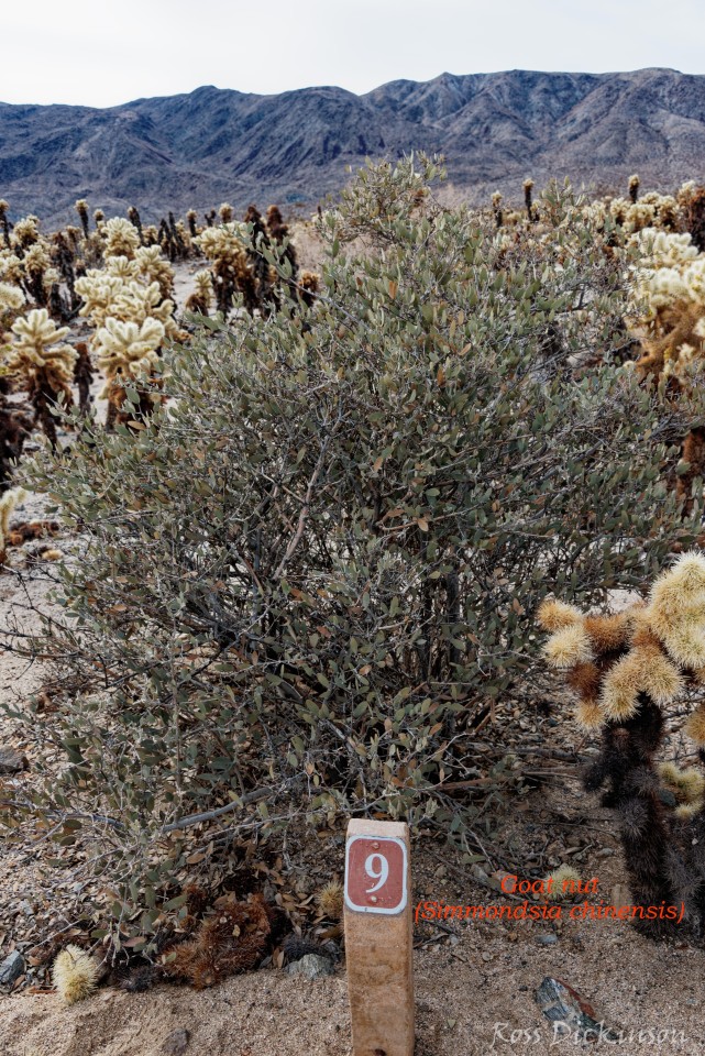 JoshuaTree-_1RD0234_DxO.jpg