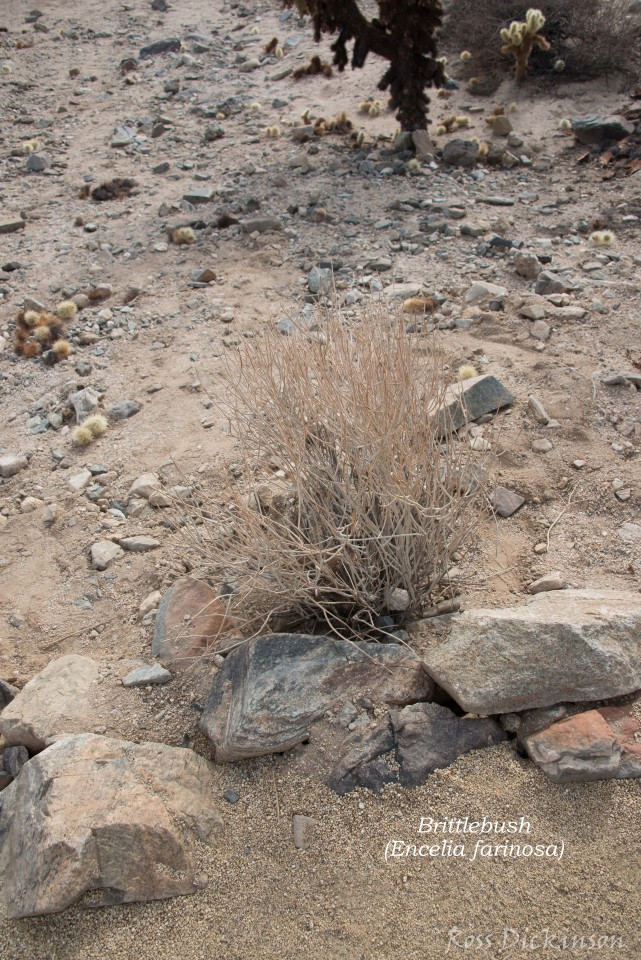 JoshuaTree-_1RD0238-Edit.jpg