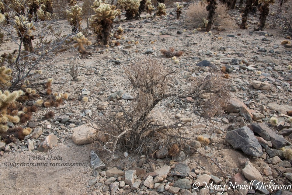 JoshuaTree-_1RD0239-Edit.jpg