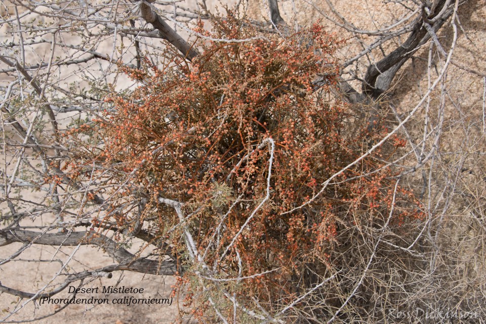 JoshuaTree-_1RD0292-Edit.jpg