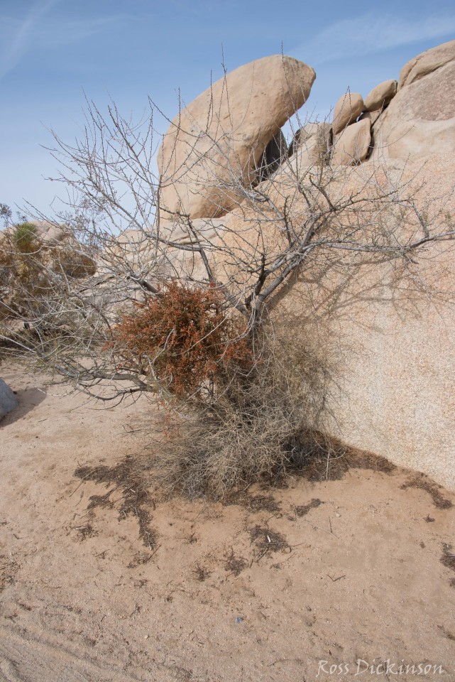 JoshuaTree-_1RD0293-Edit.jpg