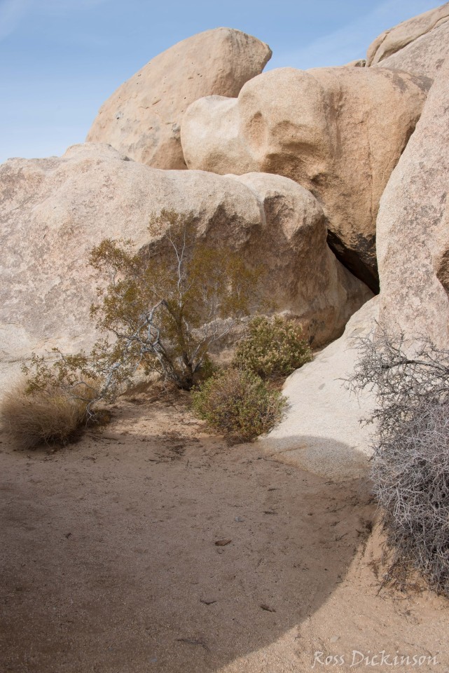 JoshuaTree-_1RD0294-Edit.jpg