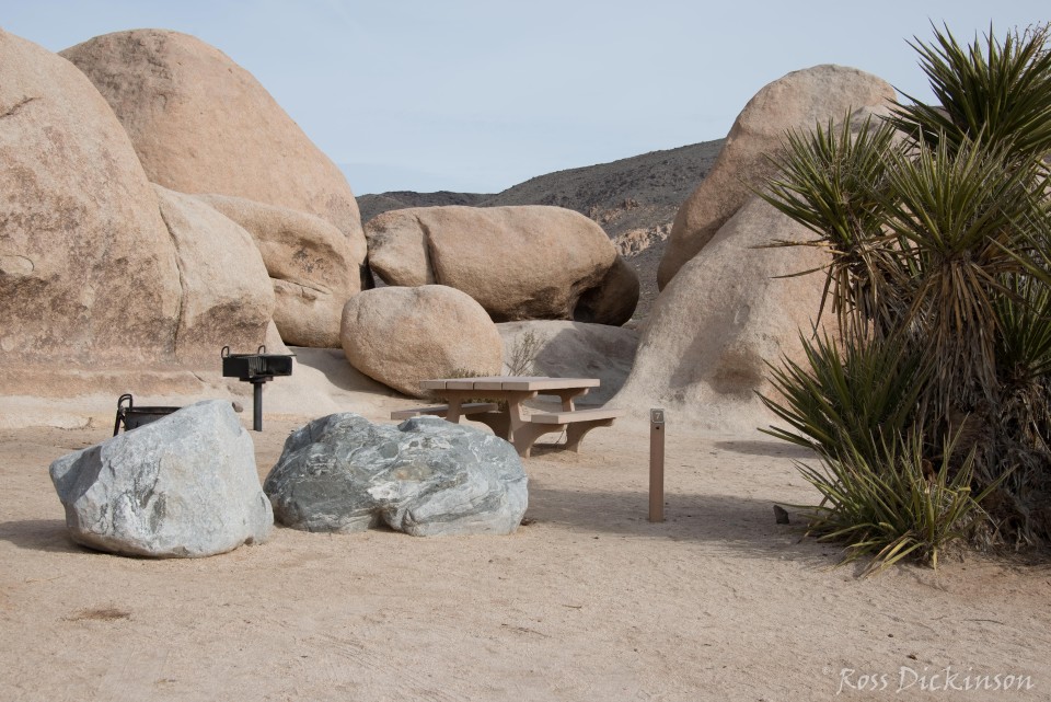 JoshuaTree-_1RD0301-Edit.jpg