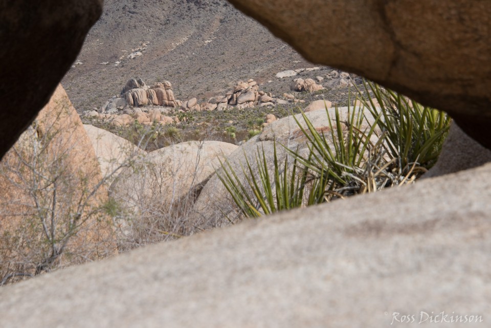 JoshuaTree-_1RD0305-Edit.jpg