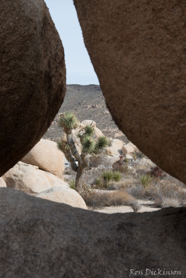 JoshuaTree-_1RD0313.jpg