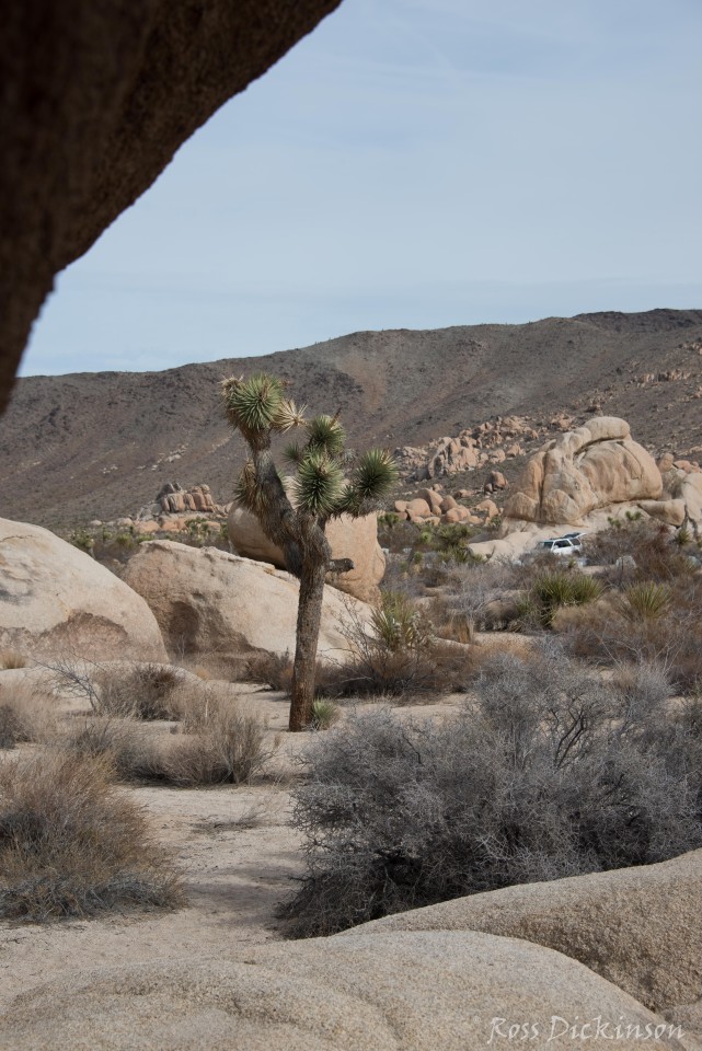 JoshuaTree-_1RD0315-Edit.jpg