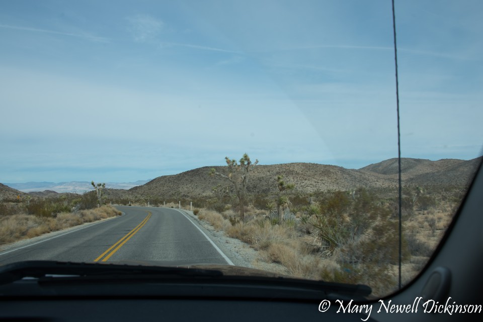 JoshuaTree-_1RD0320-Edit-Edit.jpg