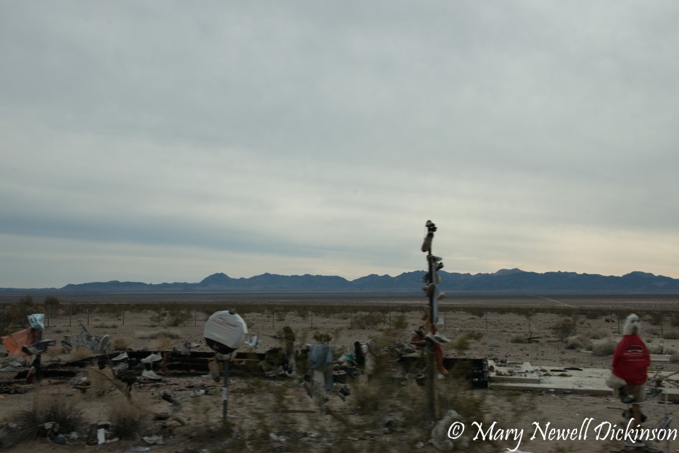 JoshuaTree-_1RD0329-Edit.jpg