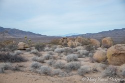 JoshuaTree-_1RD0142-Edit.jpg