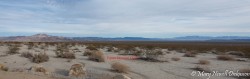 JoshuaTree-_1RD0168-Pano-Edit.jpg