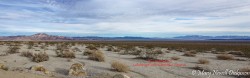 JoshuaTree-_1RD0168-Pano_DxO.jpg