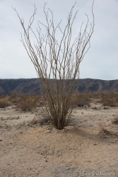 JoshuaTree-_1RD0181-Edit.jpg