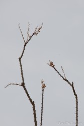 JoshuaTree-_1RD0182-Edit.jpg