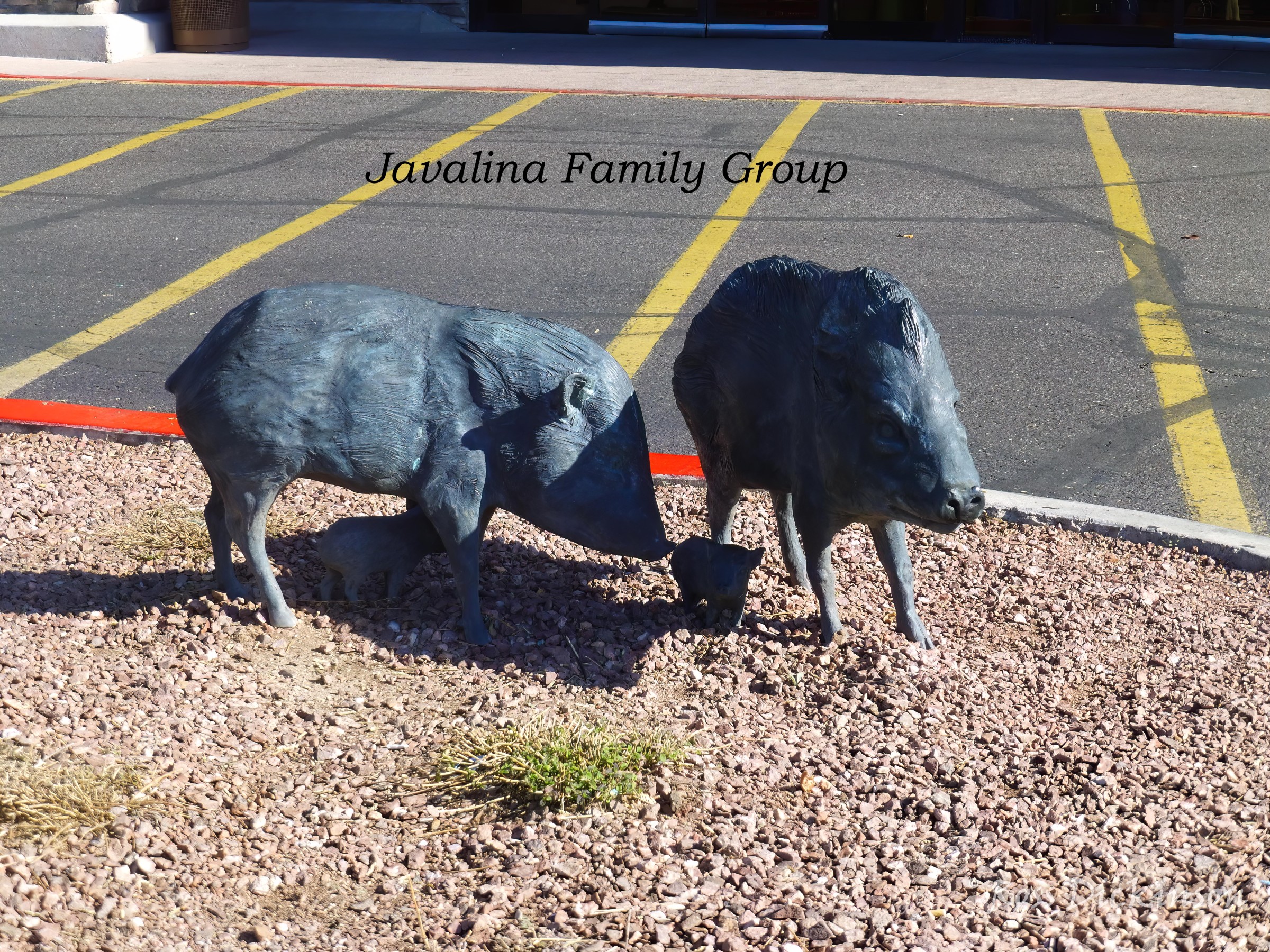 Javelina-P1020544.jpg