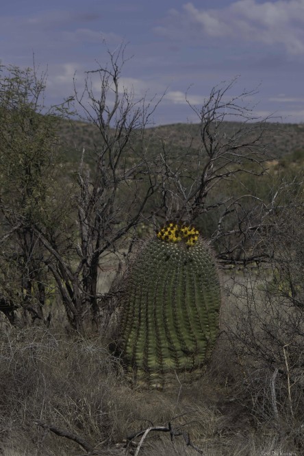 Romero Ruin Trail