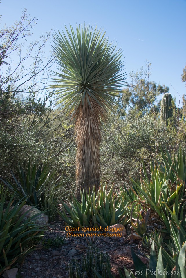 BoyceThompsonArboretum-_1RD0856-Edit-Edit.jpg