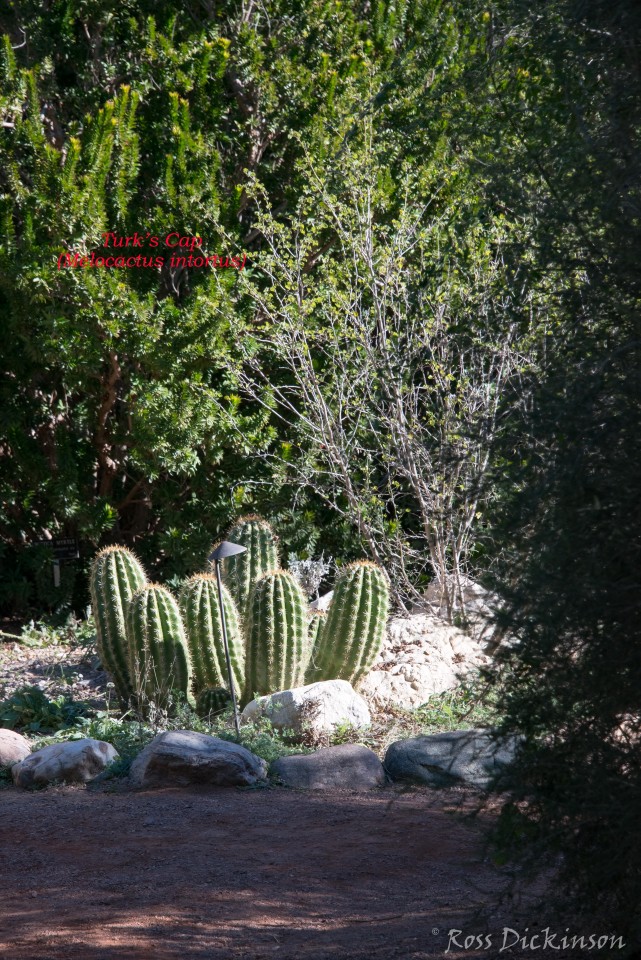 BoyceThompsonArboretum-_1RD0863-Edit.jpg