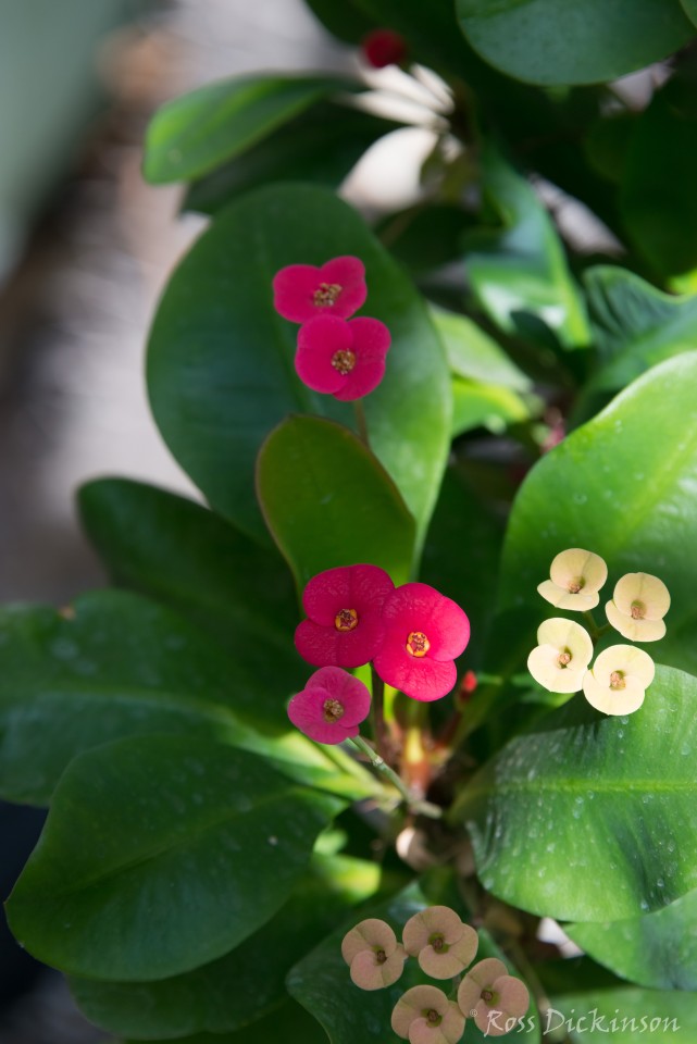 BoyceThompsonArboretum-_1RD0876-Edit.jpg