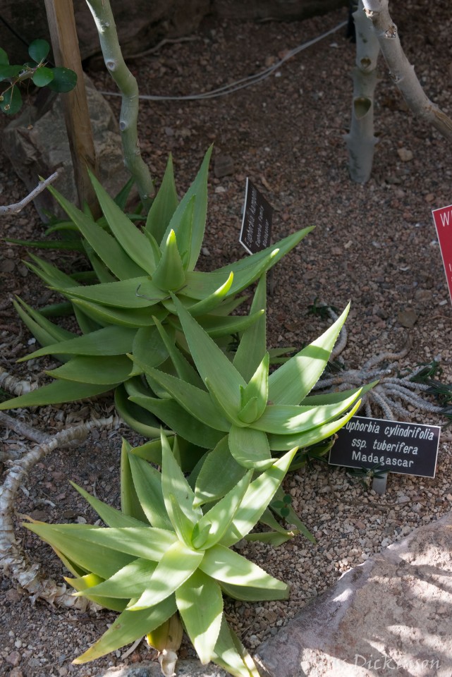 BoyceThompsonArboretum-_1RD0877-Edit.jpg