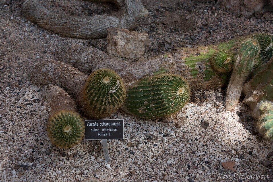 BoyceThompsonArboretum-_1RD0892-Edit.jpg