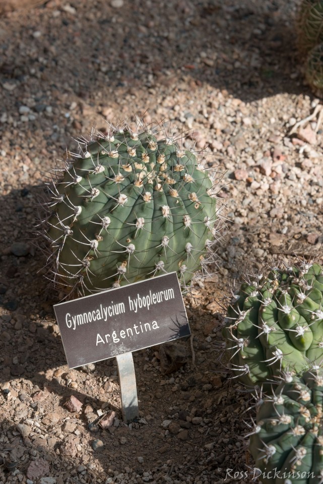 BoyceThompsonArboretum-_1RD0895-Edit.jpg