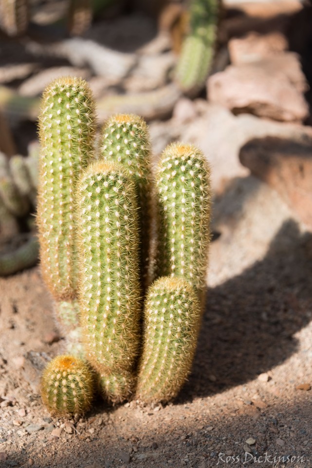 BoyceThompsonArboretum-_1RD0903-Edit-Edit.jpg