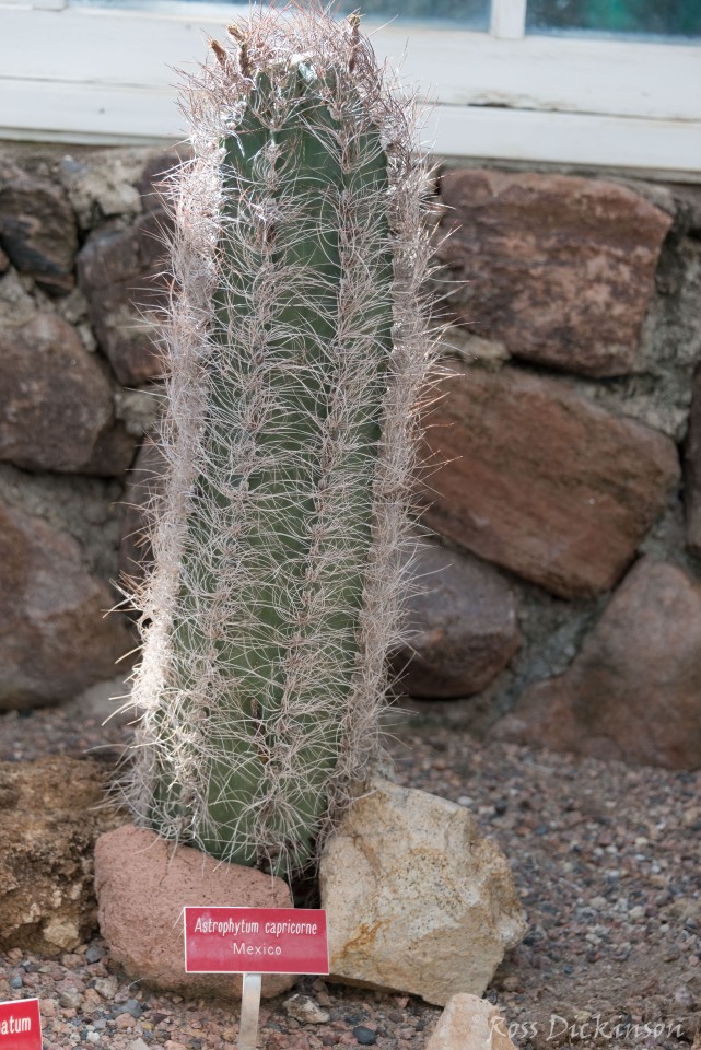 BoyceThompsonArboretum-_1RD0904-Edit.jpg