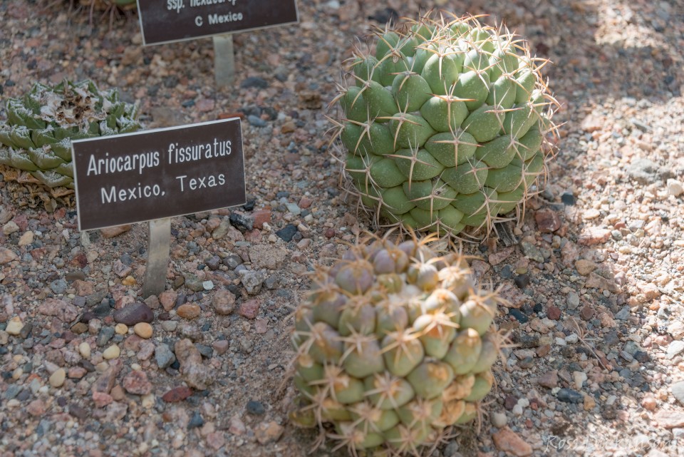 BoyceThompsonArboretum-_1RD0905-Edit-Edit.jpg