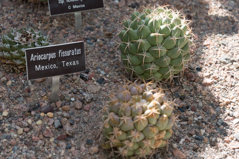 BoyceThompsonArboretum-_1RD0905-Edit.jpg