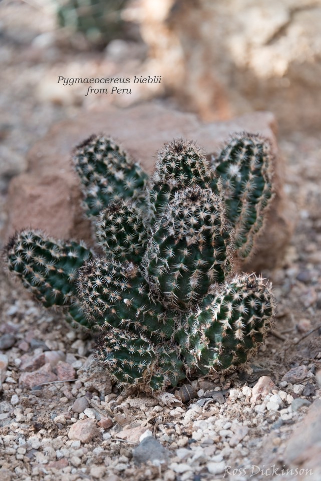 BoyceThompsonArboretum-_1RD0906-Edit.jpg