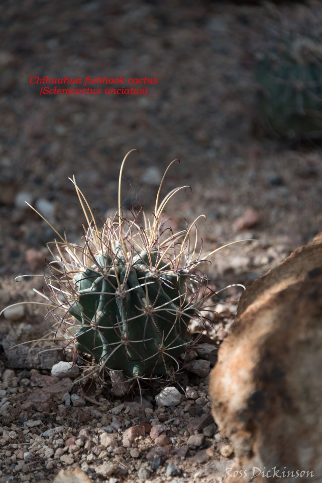 BoyceThompsonArboretum-_1RD0907-Edit.jpg