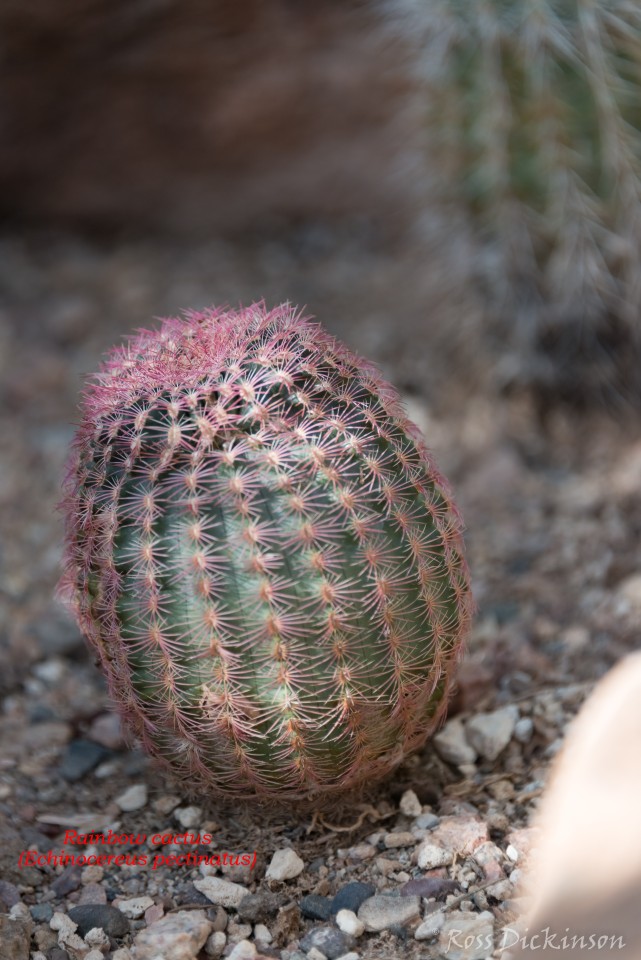 BoyceThompsonArboretum-_1RD0908-Edit.jpg